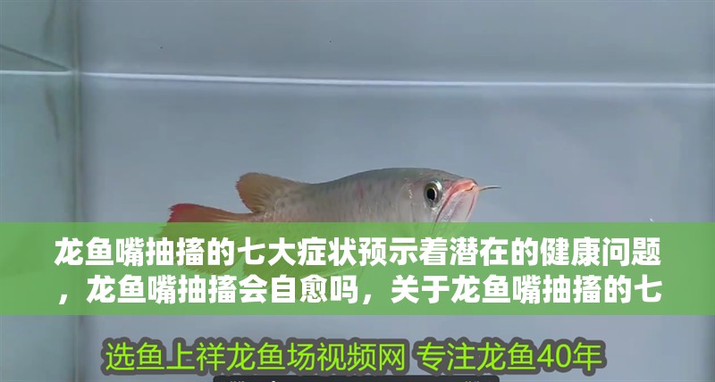 龍魚嘴抽搐的七大癥狀預示著潛在的健康問題，龍魚嘴抽搐會自愈嗎，關于龍魚嘴抽搐的七大癥狀