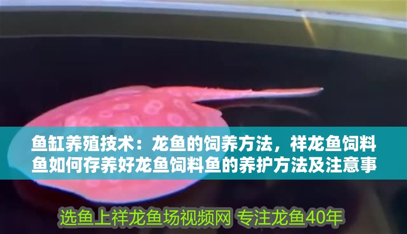 魚缸養殖技術：龍魚的飼養方法，祥龍魚飼料魚如何存養好龍魚飼料魚的養護方法及注意事項