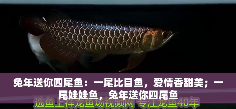 兔年送你四尾魚：一尾比目魚，愛情香甜美；一尾娃娃魚，兔年送你四尾魚