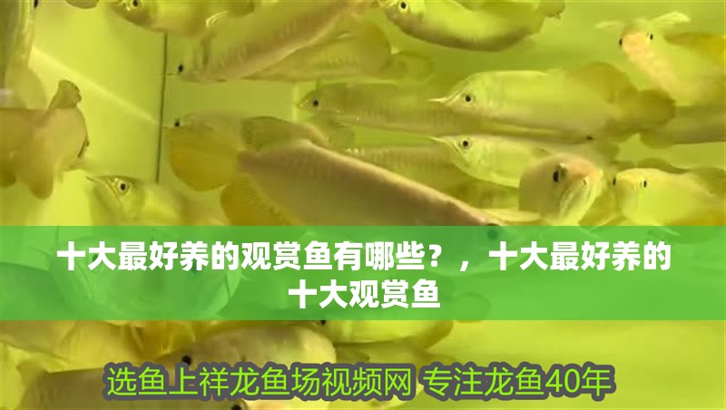 十大最好養(yǎng)的觀賞魚有哪些？，十大最好養(yǎng)的十大觀賞魚