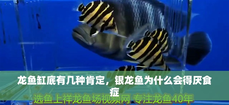 龍魚缸底有幾種肯定，銀龍魚為什么會(huì)得厭食癥