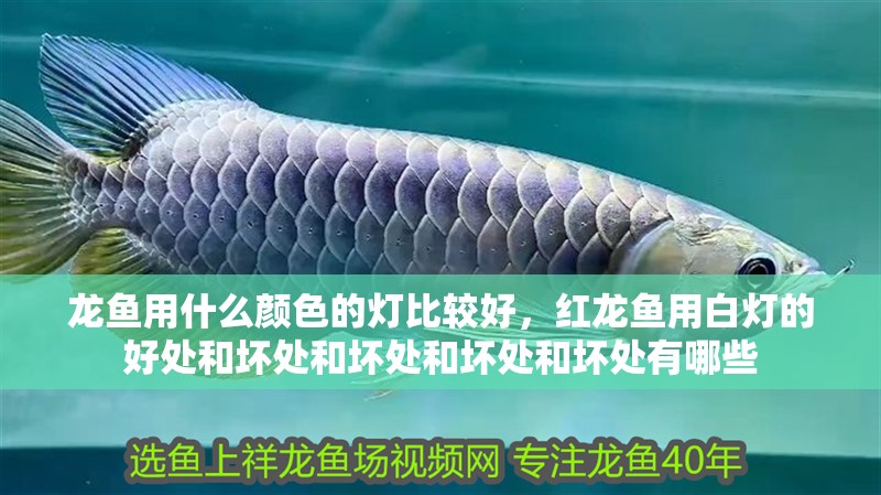 龍魚用什么顏色的燈比較好，紅龍魚用白燈的好處和壞處和壞處和壞處和壞處有哪些