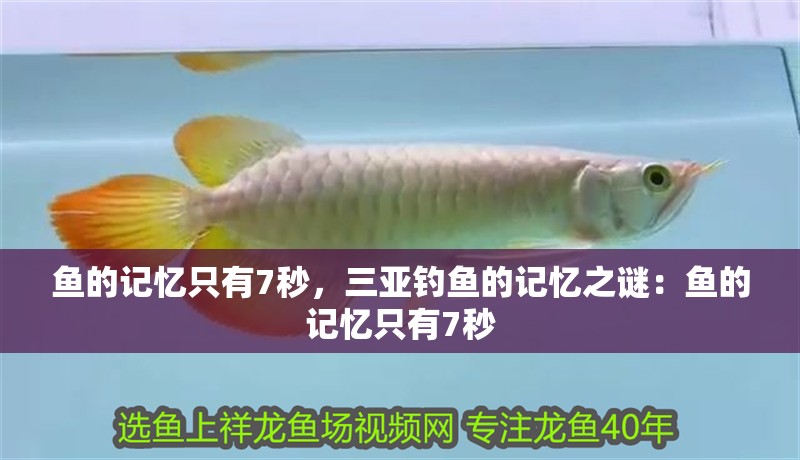 什么魚能和龍魚、虎魚混養(yǎng)(龍魚能和虎魚混養(yǎng)嗎) 魚的記憶只有7秒,三亞釣魚的記憶之謎:魚的記憶只有7秒 觀賞魚百科 魚的記憶只有7秒,三亞釣魚的記憶之謎:魚的記憶只有7秒 魚的記憶只有7秒,三亞釣魚的記憶之謎:魚的記憶只有7秒 觀賞魚百科