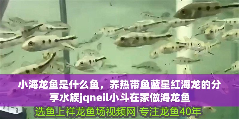 小海龍魚是什么魚，養熱帶魚藍星紅海龍的分享水族jqneil小斗在家做海龍魚