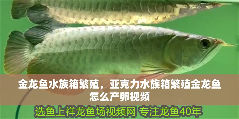 金龍魚水族箱繁殖，亞克力水族箱繁殖金龍魚怎么產卵視頻