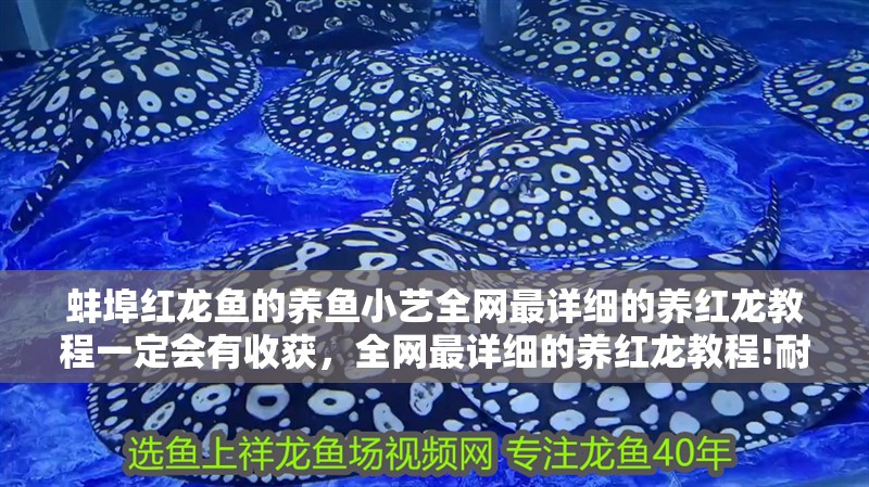 蚌埠紅龍魚的養魚小藝全網最詳細的養紅龍教程一定會有收獲，全網最詳細的養紅龍教程!耐心看完,一定會有收獲