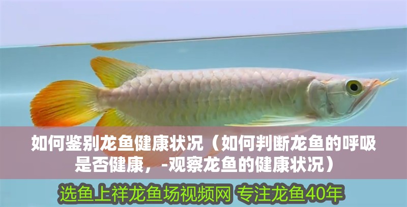 如何鑒別龍魚健康狀況（如何判斷龍魚的呼吸是否健康，-觀察龍魚的健康狀況）