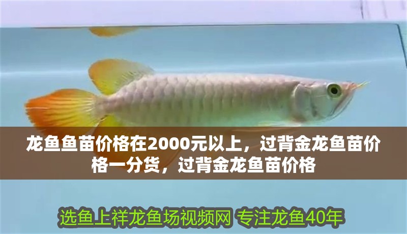 龍魚(yú)魚(yú)苗價(jià)格在2000元以上，過(guò)背金龍魚(yú)苗價(jià)格一分貨，過(guò)背金龍魚(yú)苗價(jià)格