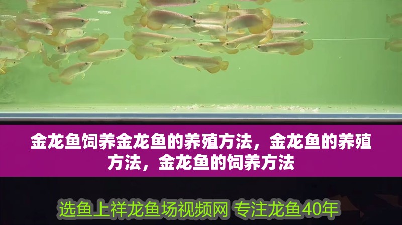 金龍魚飼養(yǎng)金龍魚的養(yǎng)殖方法,金龍魚的養(yǎng)殖方法,金龍魚的飼養(yǎng)方法 觀賞魚百科 第2張 金龍魚飼養(yǎng)金龍魚的養(yǎng)殖方法,金龍魚的養(yǎng)殖方法,金龍魚的飼養(yǎng)方法 金龍魚飼養(yǎng)金龍魚的養(yǎng)殖方法,金龍魚的養(yǎng)殖方法,金龍魚的飼養(yǎng)方法 觀賞魚百科 第2張