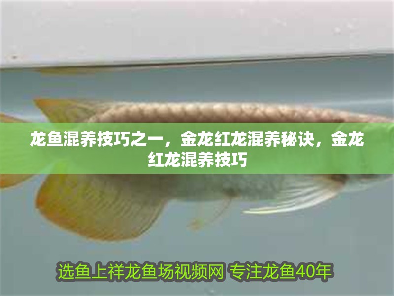 龍魚混養技巧之一，金龍紅龍混養秘訣，金龍紅龍混養技巧