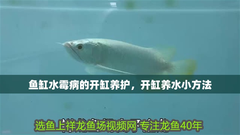 魚缸水霉病的開缸養護，開缸養水小方法