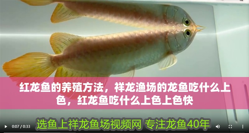 紅龍魚的養殖方法，祥龍漁場的龍魚吃什么上色，紅龍魚吃什么上色上色快