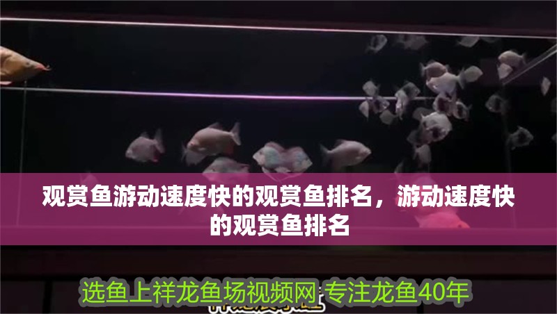 觀賞魚游動(dòng)速度快的觀賞魚排名，游動(dòng)速度快的觀賞魚排名