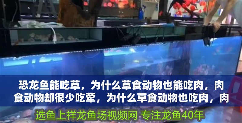 恐龍魚能吃草，為什么草食動物也能吃肉，肉食動物卻很少吃葷，為什么草食動物也吃肉，肉食動物卻很少吃草？