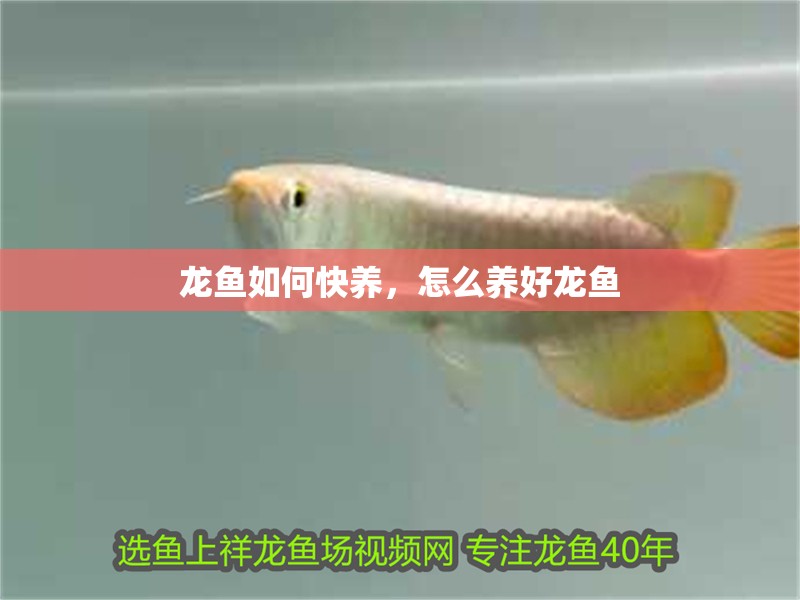 龍魚如何快養，怎么養好龍魚