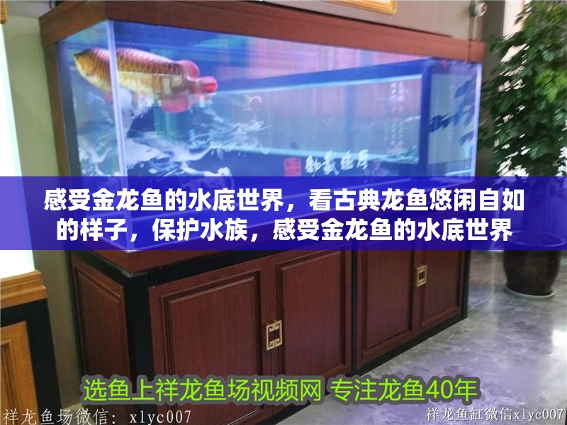感受金龍魚的水底世界，看古典龍魚悠閑自如的樣子，保護水族，感受金龍魚的水底世界 感受金龍魚的水底世界，看古典龍魚悠閑自如的樣子，保護水族，感受金龍魚的水底世界 觀賞魚百科 第1張