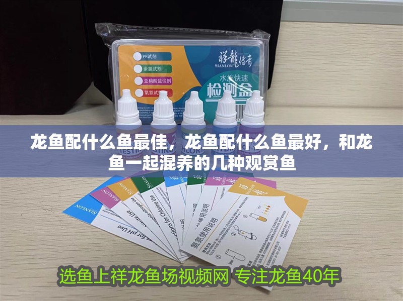 龍魚配什么魚最佳，龍魚配什么魚最好，和龍魚一起混養的幾種觀賞魚