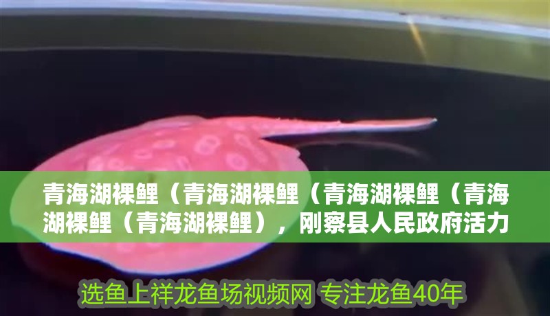 青海湖裸鯉（青海湖裸鯉（青海湖裸鯉（青海湖裸鯉（青海湖裸鯉），剛察縣人民政府活力中國調研行丨魚躍龍門、鳥掠清波