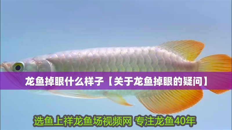 龍魚掉眼什么樣子【關于龍魚掉眼的疑問】
