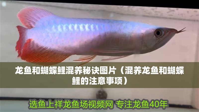 龍魚和蝴蝶鯉混養秘訣圖片（混養龍魚和蝴蝶鯉的注意事項）