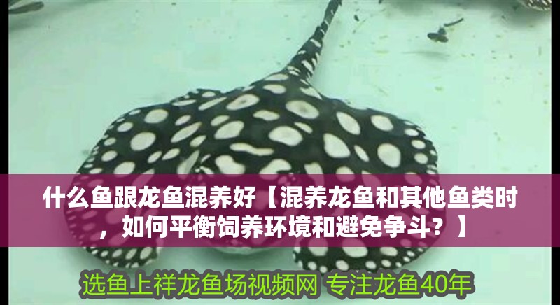 什么魚跟龍魚混養好【混養龍魚和其他魚類時，如何平衡飼養環境和避免爭斗？】