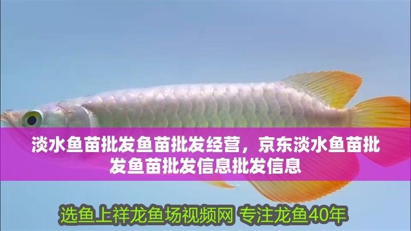 淡水魚苗批發魚苗批發經營，京東淡水魚苗批發魚苗批發信息批發信息