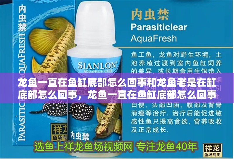 龍魚一直在魚缸底部怎么回事和龍魚老是在缸底部怎么回事，龍魚一直在魚缸底部怎么回事