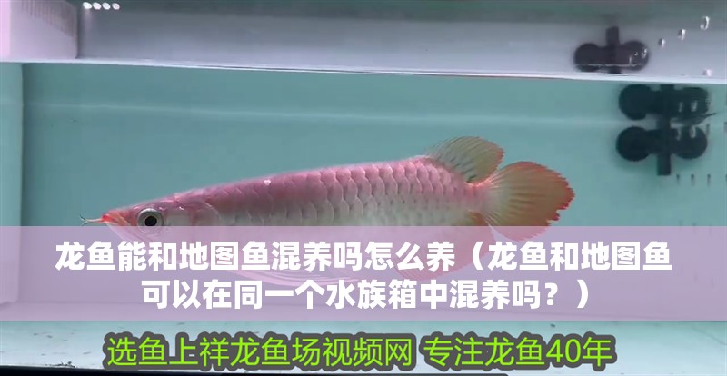 龍魚能和地圖魚混養(yǎng)嗎怎么養(yǎng)（龍魚和地圖魚可以在同一個(gè)水族箱中混養(yǎng)嗎？）