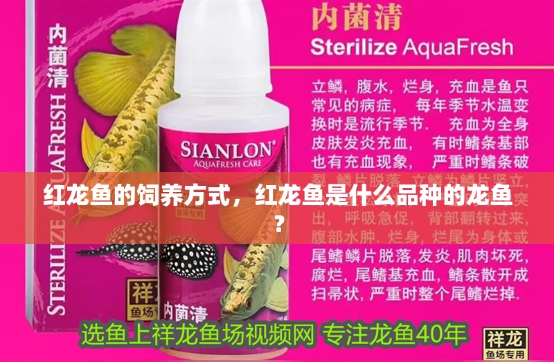 紅龍魚的飼養方式，紅龍魚是什么品種的龍魚？