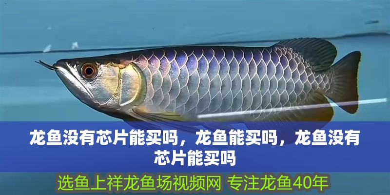 龍魚沒有芯片能買嗎，龍魚能買嗎，龍魚沒有芯片能買嗎