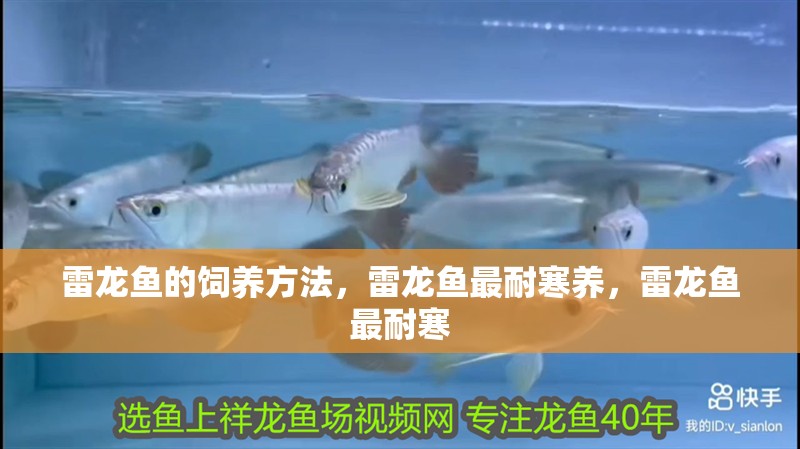 雷龍魚的飼養方法，雷龍魚最耐寒養，雷龍魚最耐寒