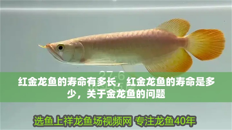 紅金龍魚的壽命有多長，紅金龍魚的壽命是多少，關于金龍魚的問題