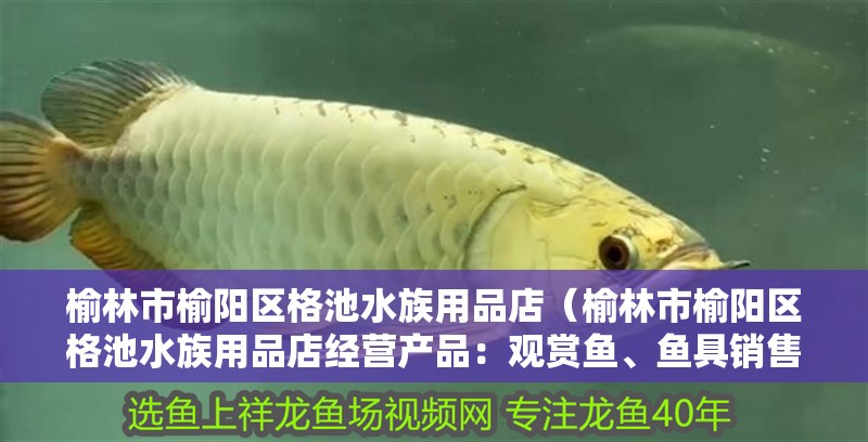 榆林市榆陽(yáng)區(qū)格池水族用品店（榆林市榆陽(yáng)區(qū)格池水族用品店經(jīng)營(yíng)產(chǎn)品：觀賞魚、魚具銷售）