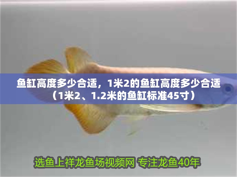 魚缸高度多少合適，1米2的魚缸高度多少合適（1米2、1.2米的魚缸標(biāo)準(zhǔn)45寸）