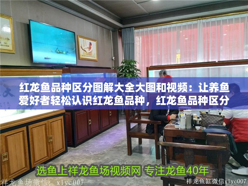 紅龍魚品種區分圖解大全大圖和視頻：讓養魚愛好者輕松認識紅龍魚品種，紅龍魚品種區分圖解大全