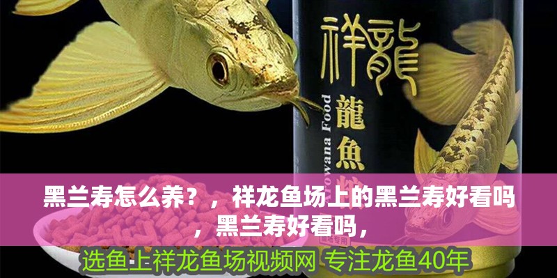 黑蘭壽怎么養？，祥龍魚場上的黑蘭壽好看嗎，黑蘭壽好看嗎，