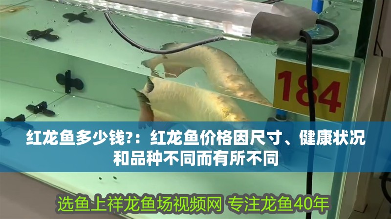 紅龍魚多少錢?：紅龍魚價格因尺寸、健康狀況和品種不同而有所不同