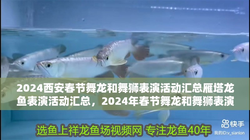 2024西安春節舞龍和舞獅表演活動匯總雁塔龍魚表演活動匯總，2024年春節舞龍和舞獅表演活動匯總雁塔龍魚表演活動匯總