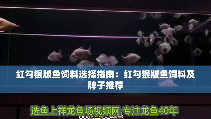 紅勾銀版魚飼料選擇指南：紅勾銀版魚飼料及牌子推薦