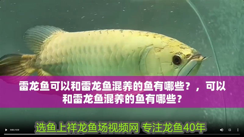 雷龍魚可以和雷龍魚混養(yǎng)的魚有哪些？，可以和雷龍魚混養(yǎng)的魚有哪些？