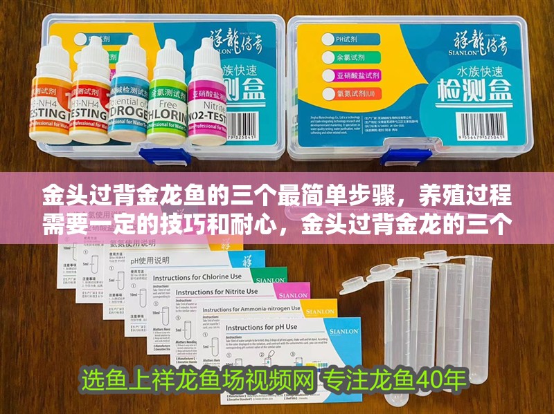 金頭過背金龍魚的三個最簡單步驟，養殖過程需要一定的技巧和耐心，金頭過背金龍的三個最簡單步驟