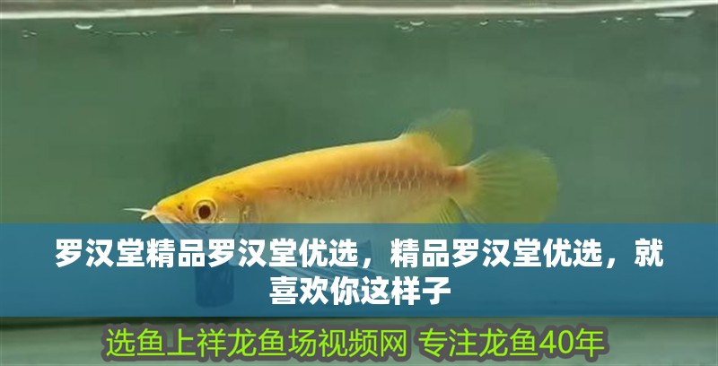 羅漢堂精品羅漢堂優選，精品羅漢堂優選，就喜歡你這樣子