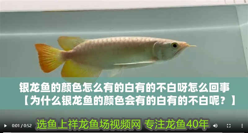 銀龍魚的顏色怎么有的白有的不白呀怎么回事【為什么銀龍魚的顏色會有的白有的不白呢？】