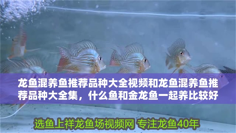 龍魚混養魚推薦品種大全視頻和龍魚混養魚推薦品種大全集，什么魚和金龍魚一起養比較好
