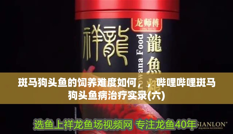 斑馬狗頭魚的飼養難度如何，，嗶哩嗶哩斑馬狗頭魚病治療實錄(六)