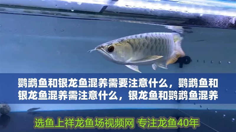 鸚鵡魚和銀龍魚混養(yǎng)需要注意什么，鸚鵡魚和銀龍魚混養(yǎng)需注意什么，銀龍魚和鸚鵡魚混養(yǎng)需要注意什么 鸚鵡魚和銀龍魚混養(yǎng)需要注意什么，鸚鵡魚和銀龍魚混養(yǎng)需注意什么，銀龍魚和鸚鵡魚混養(yǎng)需要注意什么 觀賞魚百科