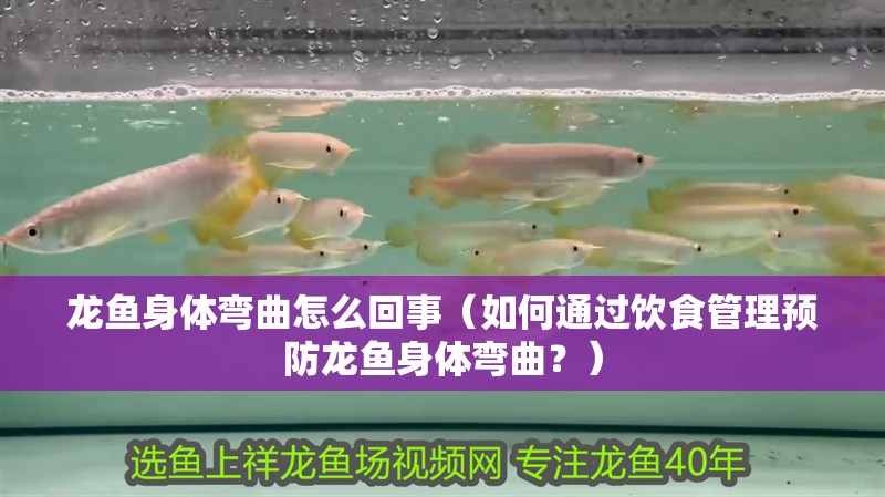 龍魚身體彎曲怎么回事（如何通過飲食管理預防龍魚身體彎曲？）