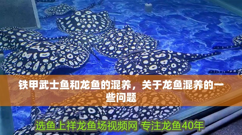 鐵甲武士魚和龍魚的混養(yǎng)，關(guān)于龍魚混養(yǎng)的一些問(wèn)題