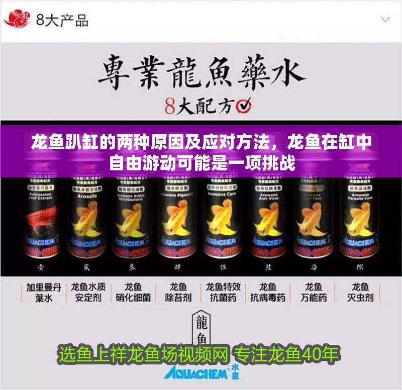 龍魚趴缸的兩種原因及應對方法，龍魚在缸中自由游動可能是一項挑戰