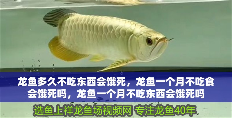 龍魚多久不吃東西會餓死，龍魚一個月不吃食會餓死嗎，龍魚一個月不吃東西會餓死嗎